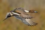 Northern Pintail - Bird Species | Frinvelis jishebi | ფრინველის ჯიშები