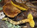 Phylloporus rhodoxanthus - Fungi Species | sokos jishebi | სოკოს ჯიშები