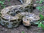 Python molurus molurus - Indian Rock Python | Snake Species