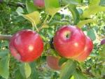 Crown Empire - Apple Varieties list a - z  