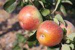 Macoun - Apple Varieties list a - z  