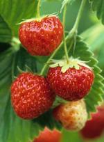 Pandora | Strawberry Species 