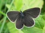 Small Blue | Butterfly species