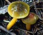 Hygrocybe psittacina - Fungi Species