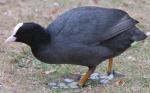 Eurasian Coot - Bird Species | Frinvelis jishebi | ფრინველის ჯიშები