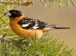 Black-headed Grosbeak - Bird Species | Frinvelis jishebi | ფრინველის ჯიშები