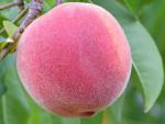 Beekman - Peach Species | ATMIS JISHEBI | ატმის ჯიშები