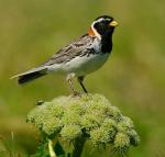 Lapland Longspur - Bird Species | Frinvelis jishebi | ფრინველის ჯიშები