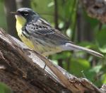 Kirtland's Warbler - Bird Species | Frinvelis jishebi | ფრინველის ჯიშები