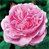 Mary Rose
