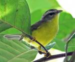 Golden-crowned Warbler - Bird Species | Frinvelis jishebi | ფრინველის ჯიშები