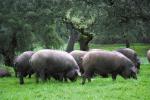 Iberian | Pig | Pig Breeds