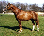 Frederiksborg | Horse | Horse Breeds