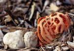 Clathrus ruber - fungi species list A Z