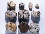 Descomyces albellus - Fungi Species