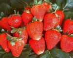 Tallara | Strawberry Species 