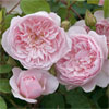 Wisley 2008