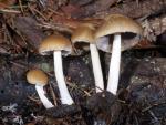 Psathyrella candolleana - Fungi Species | sokos jishebi | სოკოს ჯიშები