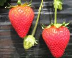 Kalinda - Strawberry  Varieties List list a - z  