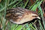 Yellow Rail - Bird Species | Frinvelis jishebi | ფრინველის ჯიშები