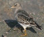 Purple Sandpiper - Bird Species | Frinvelis jishebi | ფრინველის ჯიშები