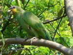 Orange-winged Parrot - Bird Species | Frinvelis jishebi | ფრინველის ჯიშები