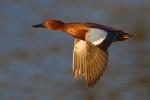 Cinnamon Teal - Bird Species | Frinvelis jishebi | ფრინველის ჯიშები