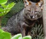 Darwin's Fox - fox species | melias jishebi | მელიას ჯიშები