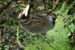 Sora - Bird Species | Frinvelis jishebi | ფრინველის ჯიშები