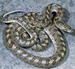 Arizona elegans occidentalis - California Glossy Snake - Snake Species | Gveli | გველი