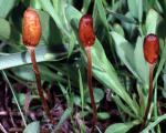 Galeropsis polytrichoides - Fungi Species | sokos jishebi | სოკოს ჯიშები