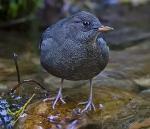 American Dipper - Bird Species | Frinvelis jishebi | ფრინველის ჯიშები