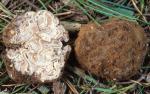 Geopora cooperi - Fungi Species