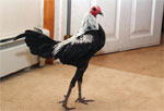 Modern Game | Chicken | Chicken Breeds