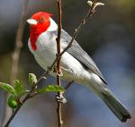 Red-crested Cardinal - Bird Species | Frinvelis jishebi | ფრინველის ჯიშები