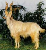 Girgentana Goat | Goat | Goat Breeds