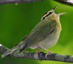 Worm-eating Warbler - Bird Species | Frinvelis jishebi | ფრინველის ჯიშები