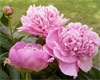 Bouchela -                                                                                                                 Peonies Varieties | PIONI | პიონი