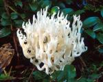 Ramariopsis kunzei - Fungi Species