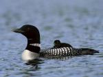 Arctic Loon - Bird Species | Frinvelis jishebi | ფრინველის ჯიშები