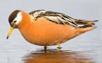 Red Phalarope - Bird Species | Frinvelis jishebi | ფრინველის ჯიშები