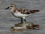 Little Stint - Bird Species | Frinvelis jishebi | ფრინველის ჯიშები
