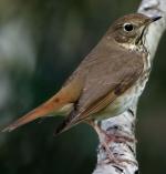 Hermit Thrush - Bird Species | Frinvelis jishebi | ფრინველის ჯიშები