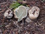 Trappea darkeri - Fungi Species