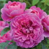 Princess Anne