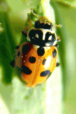 Adonis - Ladybird species | CHIAMAIAS JISHEBI | ჭიამაიას ჯიშები