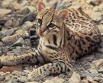 Bristol | Cat | Cat Breeds