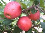 Buckeye Gala - Apple Varieties list a - z  