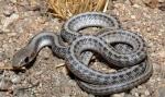 Salvadora hexalepis mojavensis - Mohave Patch-nosed Snake | Snake Species
