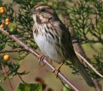 Song Sparrow - Bird Species | Frinvelis jishebi | ფრინველის ჯიშები